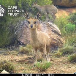Klipspringer